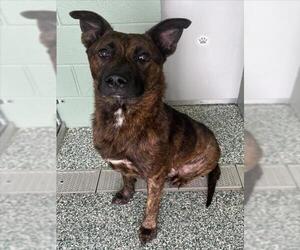 Dutch Shepherd -Unknown Mix Dogs for adoption in Salisbury, NC, USA