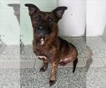 Small Dutch Shepherd  Mix