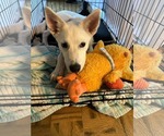 Small #1 white german shepherd Mix