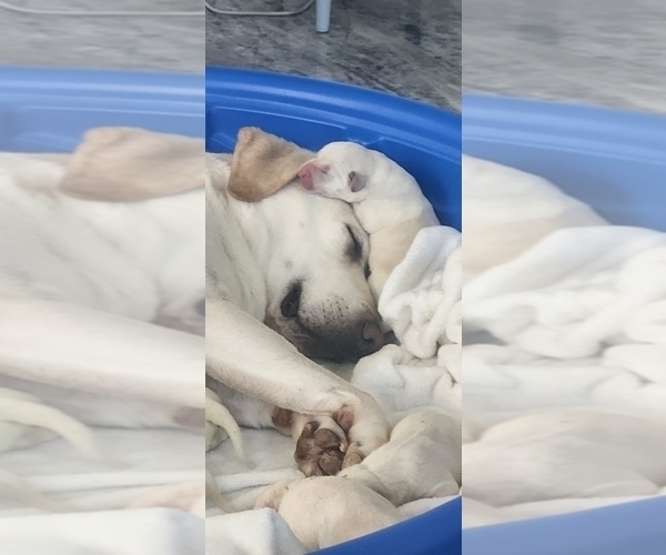 Medium Photo #2 Labrador Retriever Puppy For Sale in GOLD CANYON, AZ, USA