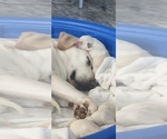 Small #1 Labrador Retriever