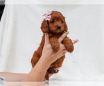 Small #4 Cavapoo-Poodle (Toy) Mix