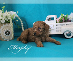 Image preview for Ad Listing. Nickname: Murphy