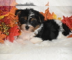 Small #1 Yorkshire Terrier