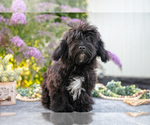 Small #1 Poovanese