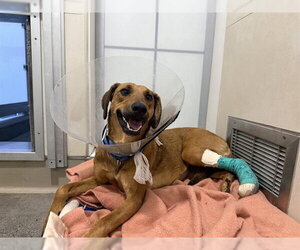 Black Mouth Cur-Greyhound Mix Dogs for adoption in Berkeley , CA, USA