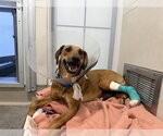 GEMMA - Female Black Mouth Cur-Greyhound Mix Dog for Adoption - Small photo