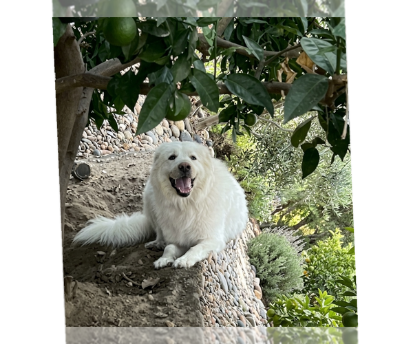 Medium Photo #2 Great Pyrenees Puppy For Sale in Menifee, CA, USA