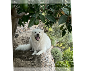 Bell - Female Great Pyrenees Dog for Adoption - Photo #2
