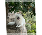 Small Photo #2 Great Pyrenees Puppy For Sale in Menifee, CA, USA