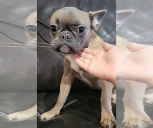French Bulldog Puppy for sale in DAYTONA BEACH, FL, USA