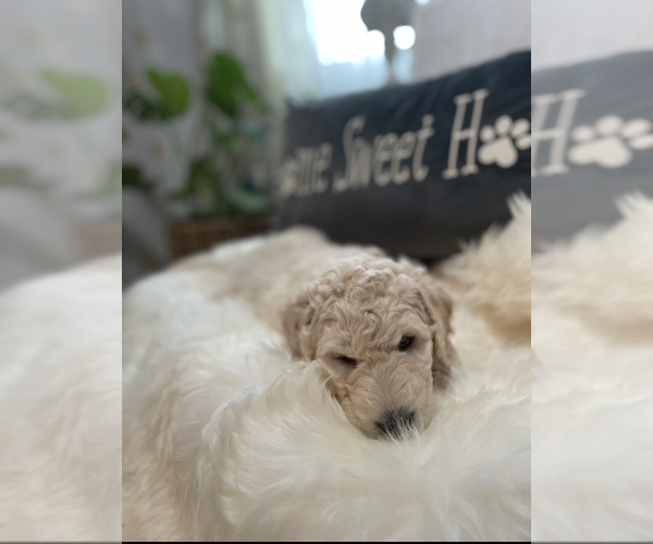 Medium Photo #5 Goldendoodle-Poodle (Standard) Mix Puppy For Sale in DAVIS, CA, USA