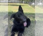Small #4 German Shepherd Dog