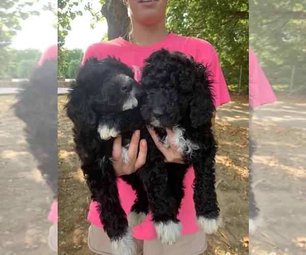 Medium Photo #9 Goldendoodle Puppy For Sale in BRKN ARW, OK, USA