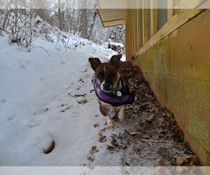 Candy - Female Dachshund-Unknown Mix Dog for Adoption - Photo #8
