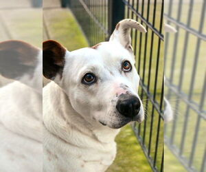 Cardigan Welsh Corgi-Unknown Mix Dogs for adoption in Sacramento, CA, USA