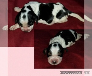 English Springer Spaniel Puppy for sale in WINCHESTER, KY, USA