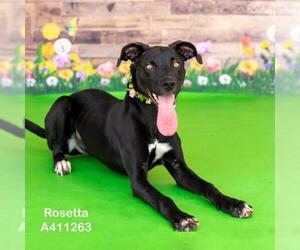 Labrador Retriever Dogs for adoption in Conroe, TX, USA