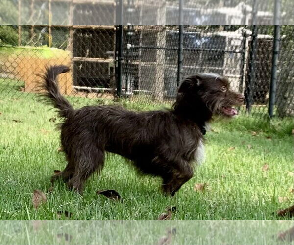 Medium Photo #3 Mutt Puppy For Sale in Rockaway, NJ, USA