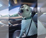 Small #10 Saint Bernard-Staffordshire Bull Terrier Mix