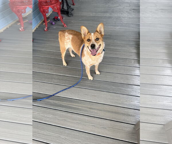 Medium Photo #1 Mutt Puppy For Sale in Overland Park, KS, USA