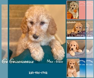 Goldendoodle-Poodle (Standard) Mix Puppy for sale in SUGAR LAND, TX, USA