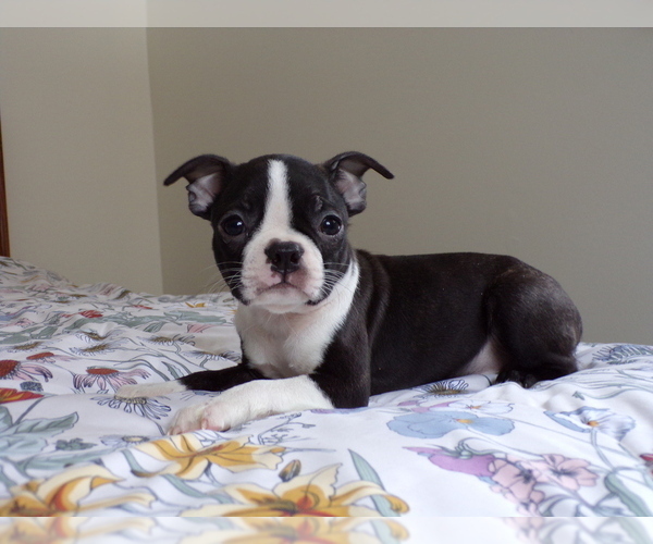 Medium Photo #5 Boston Terrier Puppy For Sale in MONROE, NH, USA