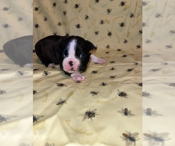 Medium Photo #3 Boston Terrier Puppy For Sale in DECATUR, GA, USA