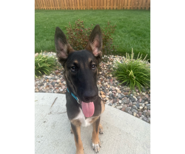 Medium Photo #6 Mutt Puppy For Sale in Kansas City, MO, USA