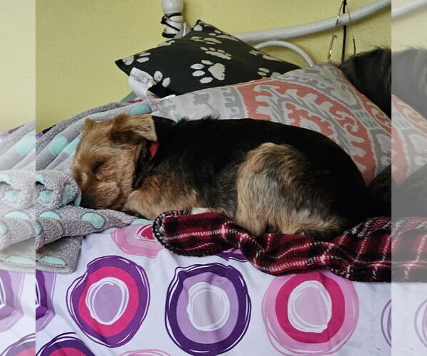 Medium Photo #9 Mutt Puppy For Sale in Fargo, ND, USA