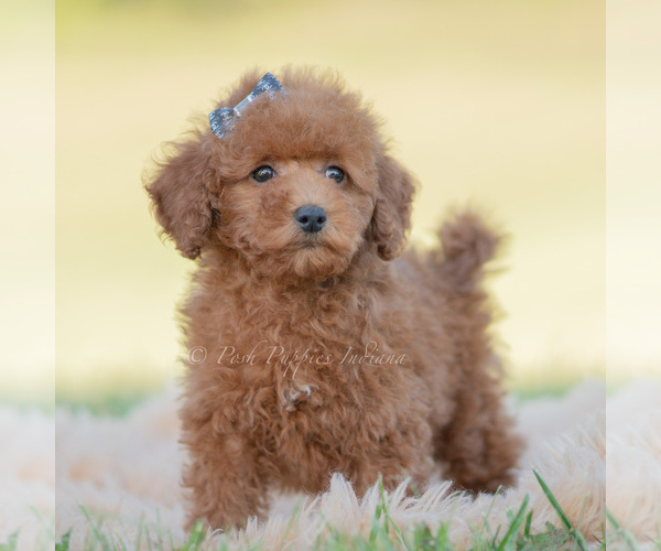 Medium Photo #104 Poodle (Miniature) Puppy For Sale in WARSAW, IN, USA