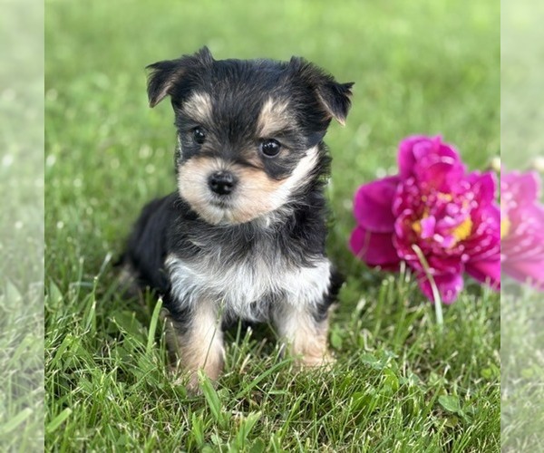 Medium Photo #2 Morkie Puppy For Sale in ROCK STREAM, NY, USA