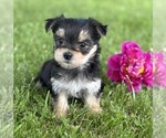 Small #1 Morkie