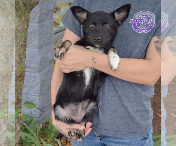 Medium Photo #4 Corillon Puppy For Sale in Huntley, IL, USA