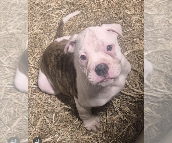 Medium Photo #1 American Bulldog Puppy For Sale in JASPER, GA, USA