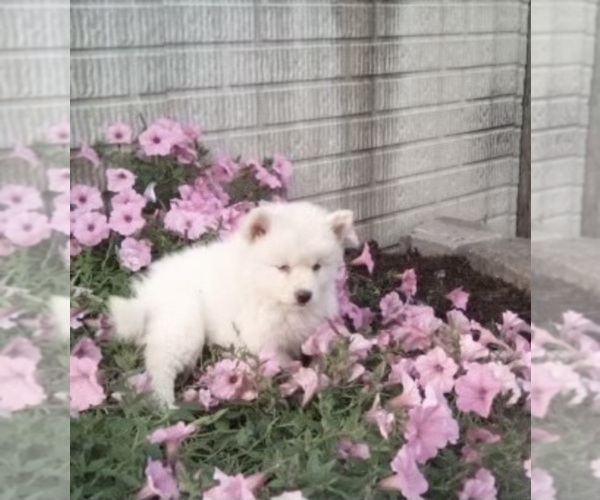 Medium Photo #2 Pomsky Puppy For Sale in HOLMESVILLE, OH, USA