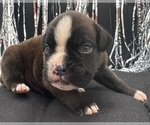 Small #6 Boxer