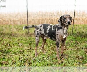 Catahoula Leopard Dog Puppy for sale in WELLMAN, IA, USA