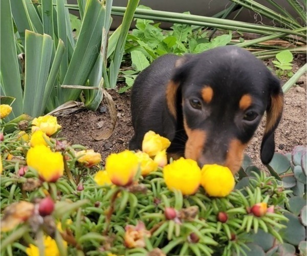 Medium Photo #3 Dachshund Puppy For Sale in WITHEE, WI, USA