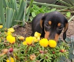 CHIEF - Male Dachshund Puppy for Sale - Photo #3