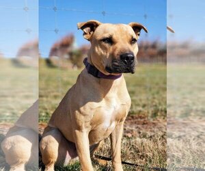 American Pit Bull Terrier-Chinese Shar-Pei Mix Dogs for adoption in Rustburg, VA, USA