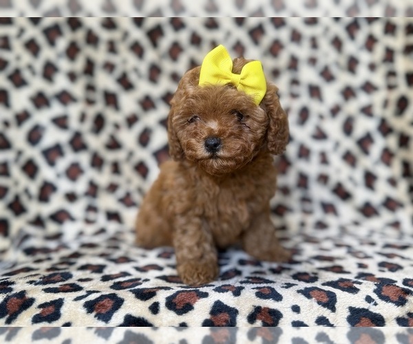 Medium Photo #2 Cavapoo (Miniature) Puppy For Sale in LAKELAND, FL, USA