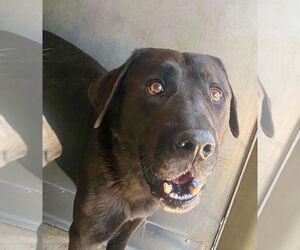 Labrador Retriever Dogs for adoption in San Diego, CA, USA