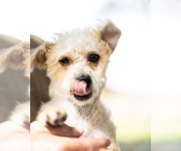 Medium Photo #3 Mutt Puppy For Sale in oakland, FL, USA