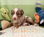 Small Photo #7 Miniature Australian Shepherd Puppy For Sale in BOUSE, AZ, USA