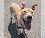 Small #47 American Pit Bull Terrier Mix