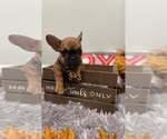 Small Photo #1 French Bulldog Puppy For Sale in ADELAIDE, WA, USA
