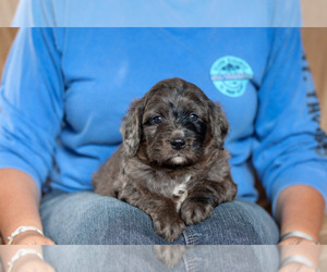 Australian Shepherd Puppy for sale in POTOMAC FALLS, VA, USA