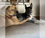 Small #10 Australian Shepherd Mix