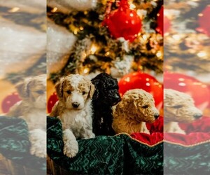 Poodle (Standard) Puppy for sale in RIVERSIDE, CA, USA